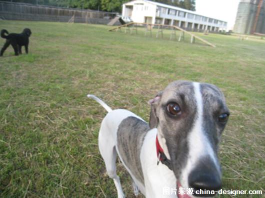 福田裕理爱犬